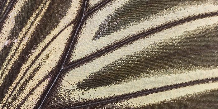 Close-up of a butterfly wing showing intricate patterns, symbolising change management.